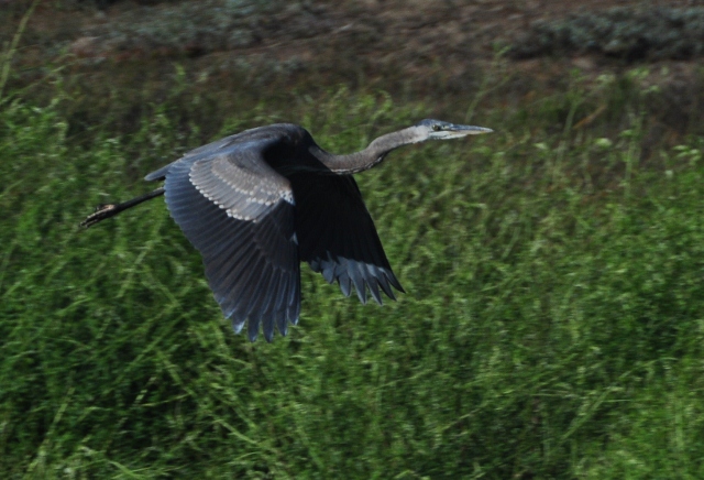 blue heron